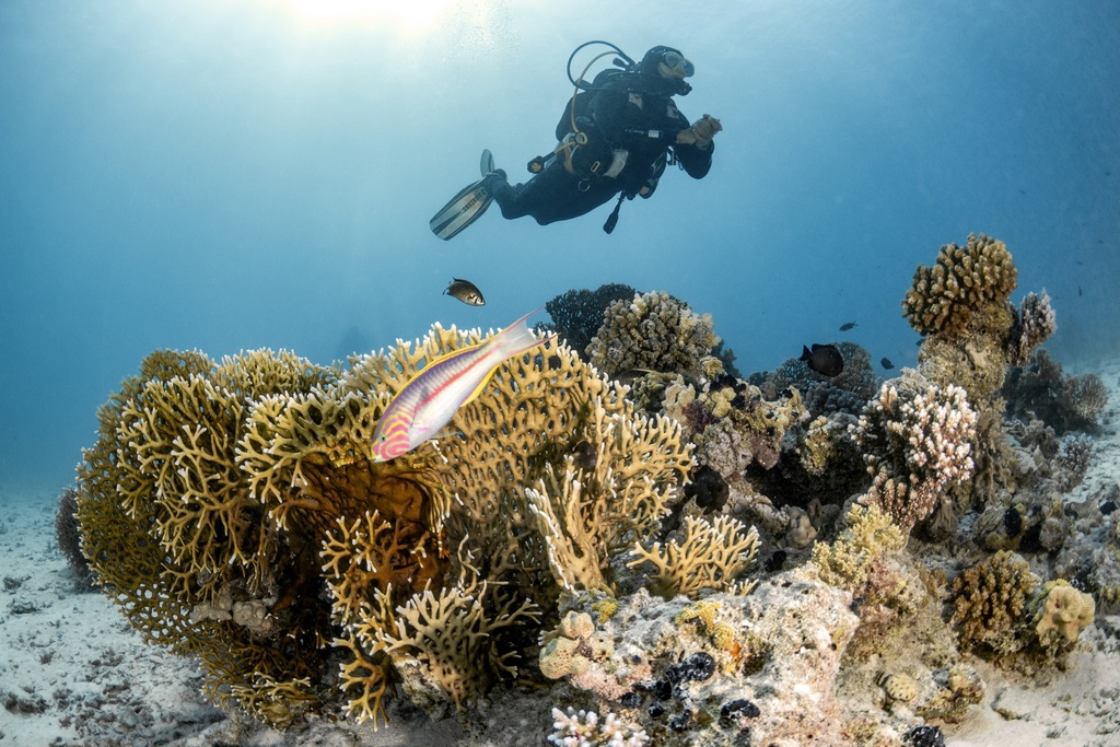 Foundation Diving Course for Adults