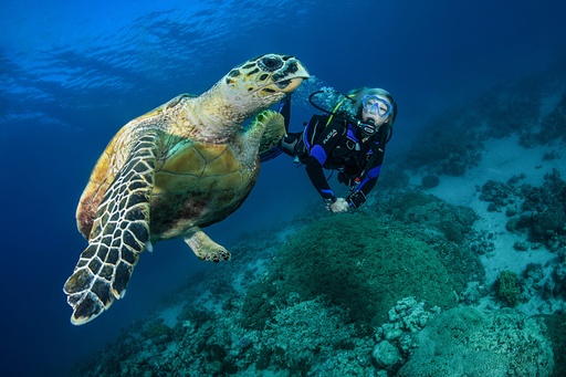 Open Water Diving Course for Adults